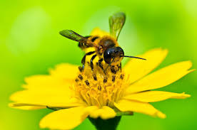 گونه های زنبور